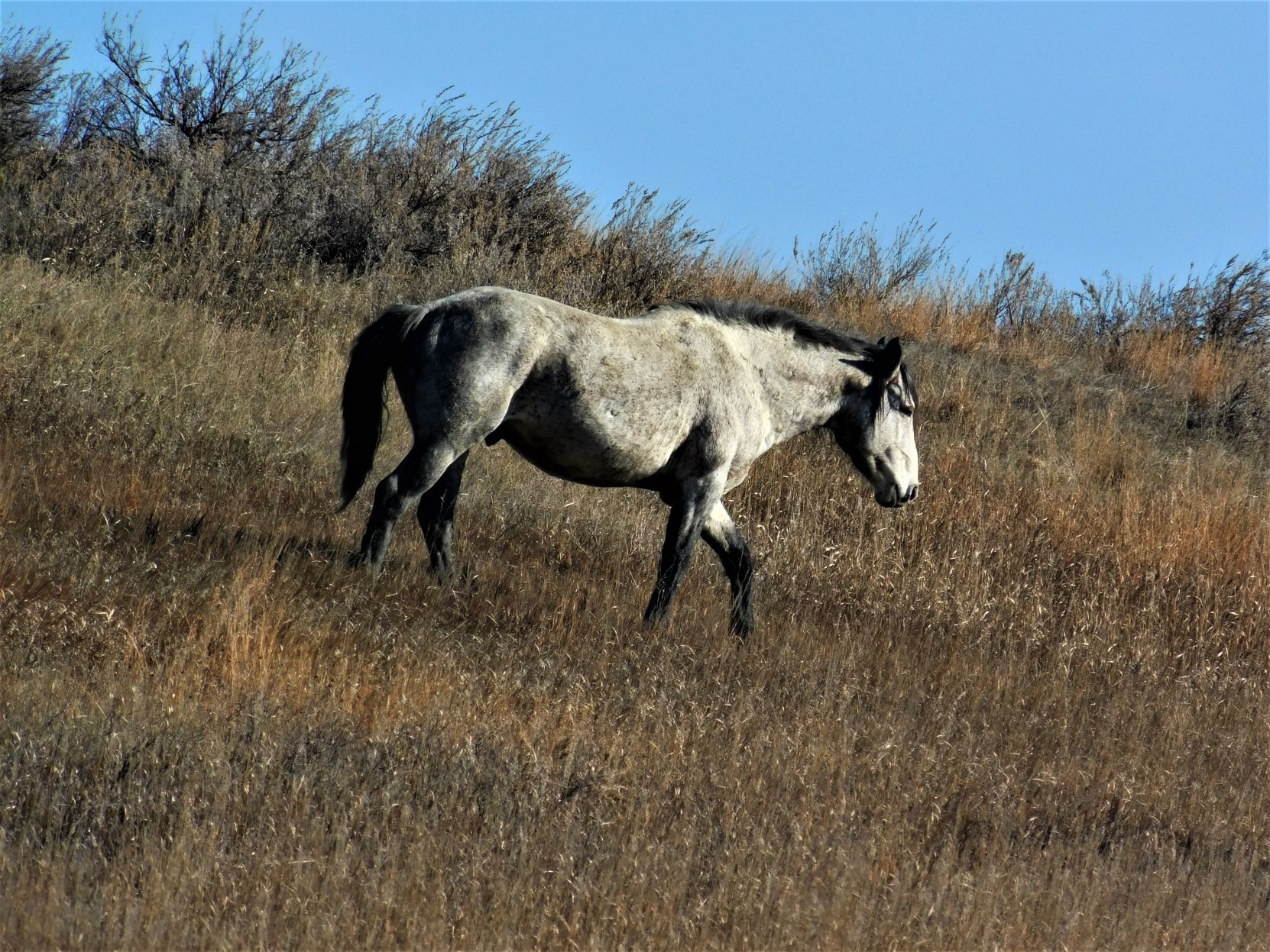 Teton